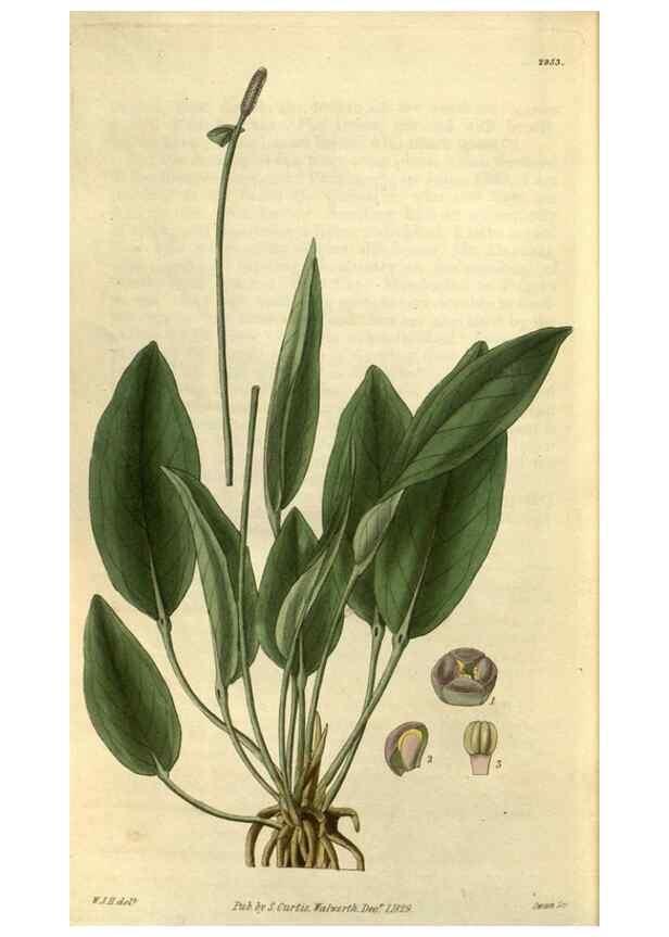 Reproducción/Reproduction 35118839711: Curtis's botanical magazine.. London ; New York [etc.] :Academic Press [etc.]