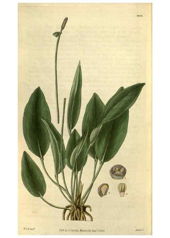 Reproducción/Reproduction 35118839711: Curtis's botanical magazine.. London ; New York [etc.] :Academic Press [etc.]