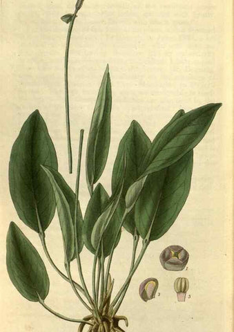 Reproducción/Reproduction 35118839711: Curtis's botanical magazine.. London ; New York [etc.] :Academic Press [etc.]