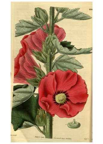 Reproducción/Reproduction 34439711503: Curtis's botanical magazine.. London ; New York [etc.] :Academic Press [etc.]