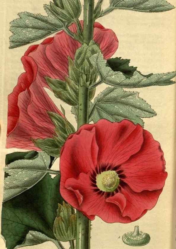 Reproducción/Reproduction 34439711503: Curtis's botanical magazine.. London ; New York [etc.] :Academic Press [etc.]