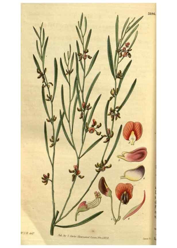 Reproducción/Reproduction 34861693770: Curtis's botanical magazine.. London ; New York [etc.] :Academic Press [etc.]