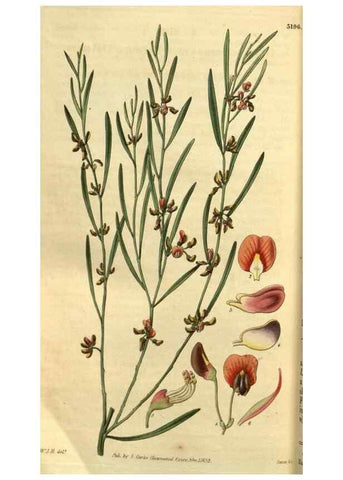 Reproducción/Reproduction 34861693770: Curtis's botanical magazine.. London ; New York [etc.] :Academic Press [etc.]