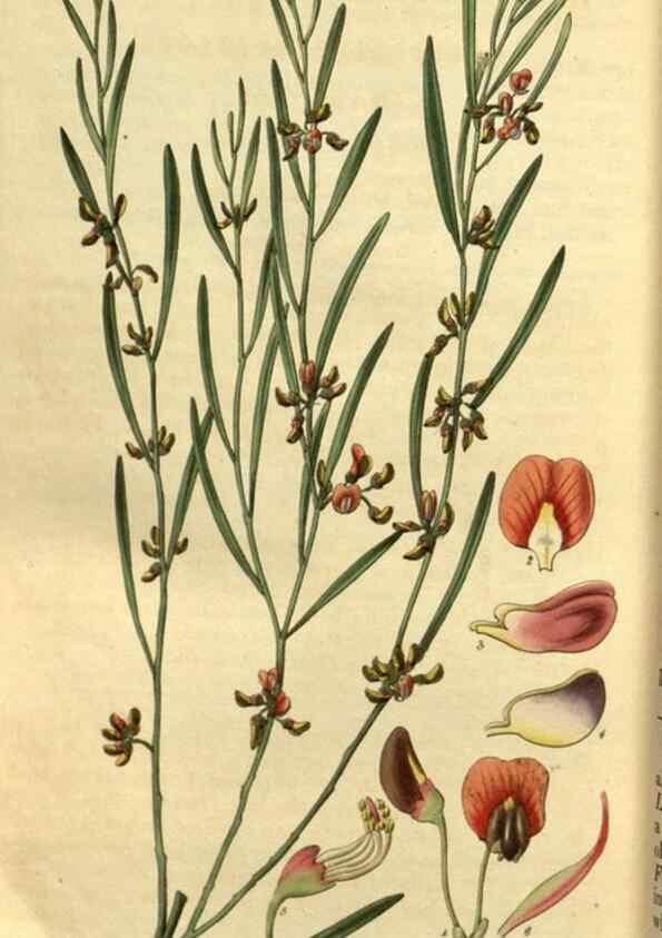 Reproducción/Reproduction 34861693770: Curtis's botanical magazine.. London ; New York [etc.] :Academic Press [etc.]