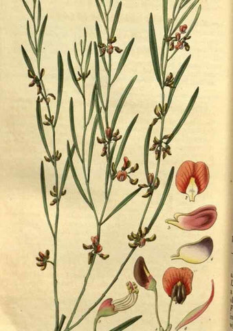 Reproducción/Reproduction 34861693770: Curtis's botanical magazine.. London ; New York [etc.] :Academic Press [etc.]