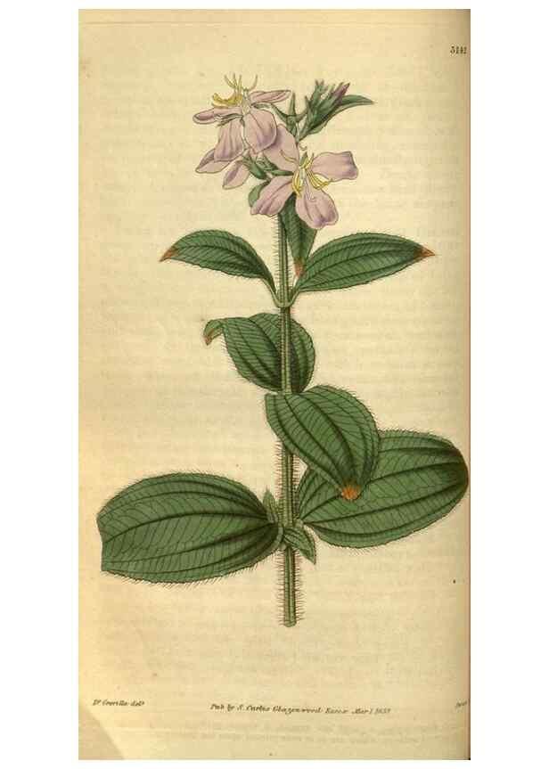 Reproducción/Reproduction 34861573940: Curtis's botanical magazine.. London ; New York [etc.] :Academic Press [etc.]
