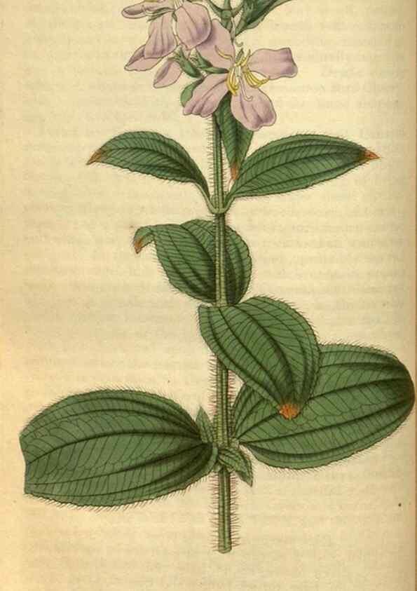 Reproducción/Reproduction 34861573940: Curtis's botanical magazine.. London ; New York [etc.] :Academic Press [etc.]