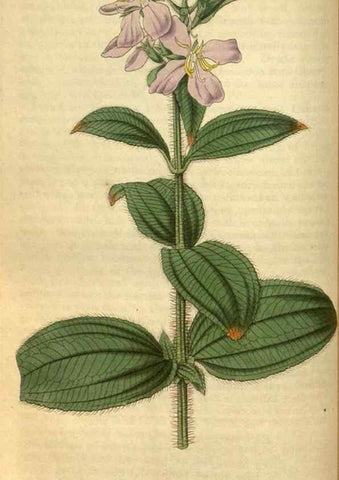 Reproducción/Reproduction 34861573940: Curtis's botanical magazine.. London ; New York [etc.] :Academic Press [etc.]