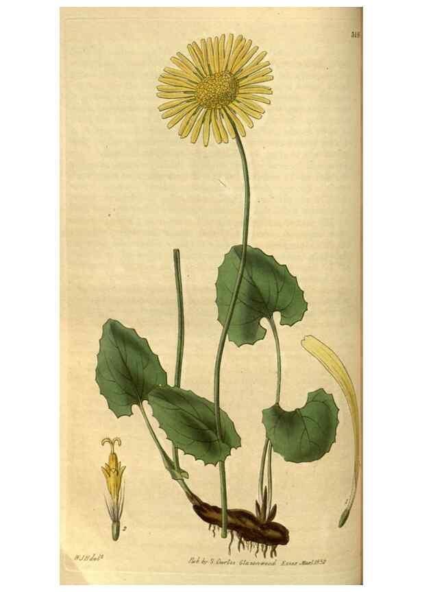 Reproducción/Reproduction 34861575690: Curtis's botanical magazine.. London ; New York [etc.] :Academic Press [etc.]