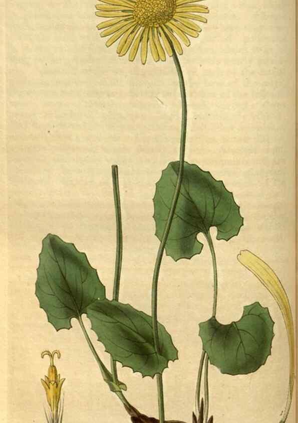 Reproducción/Reproduction 34861575690: Curtis's botanical magazine.. London ; New York [etc.] :Academic Press [etc.]