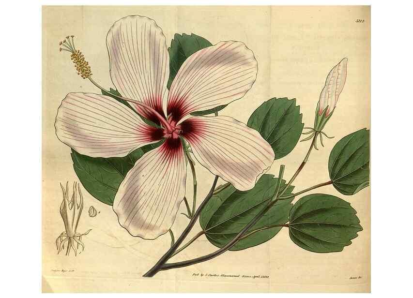 Reproducción/Reproduction 34861576640: Curtis's botanical magazine.. London ; New York [etc.] :Academic Press [etc.]