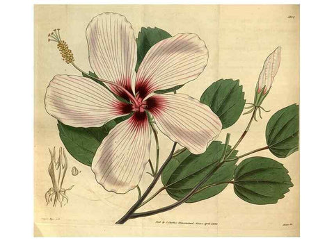 Reproducción/Reproduction 34861576640: Curtis's botanical magazine.. London ; New York [etc.] :Academic Press [etc.]