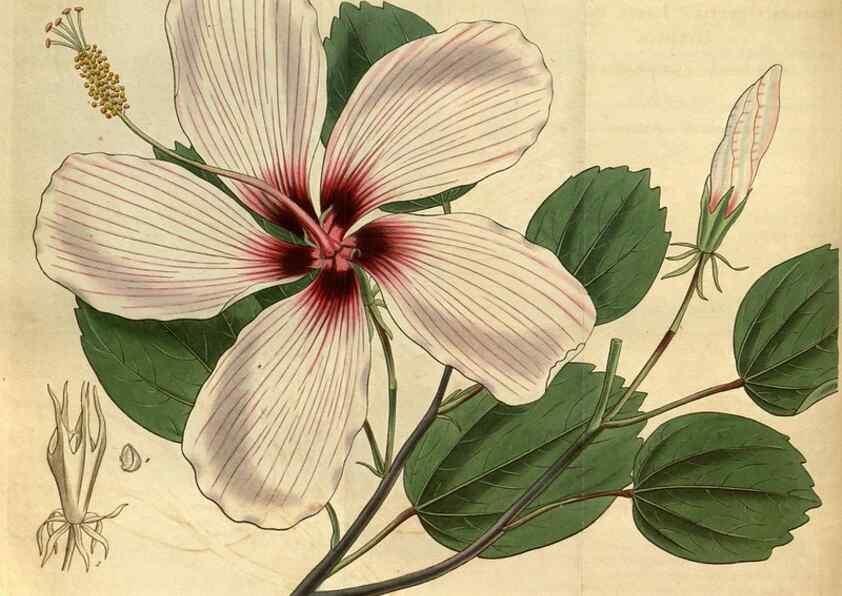 Reproducción/Reproduction 34861576640: Curtis's botanical magazine.. London ; New York [etc.] :Academic Press [etc.]