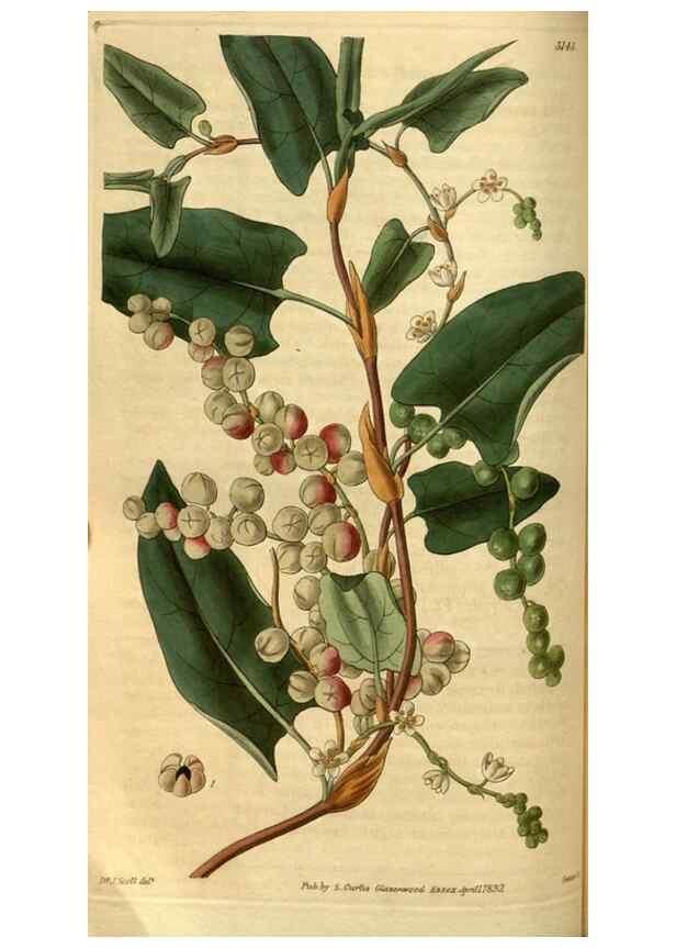 Reproducción/Reproduction 34439586393: Curtis's botanical magazine.. London ; New York [etc.] :Academic Press [etc.]