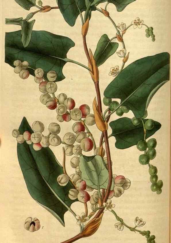 Reproducción/Reproduction 34439586393: Curtis's botanical magazine.. London ; New York [etc.] :Academic Press [etc.]