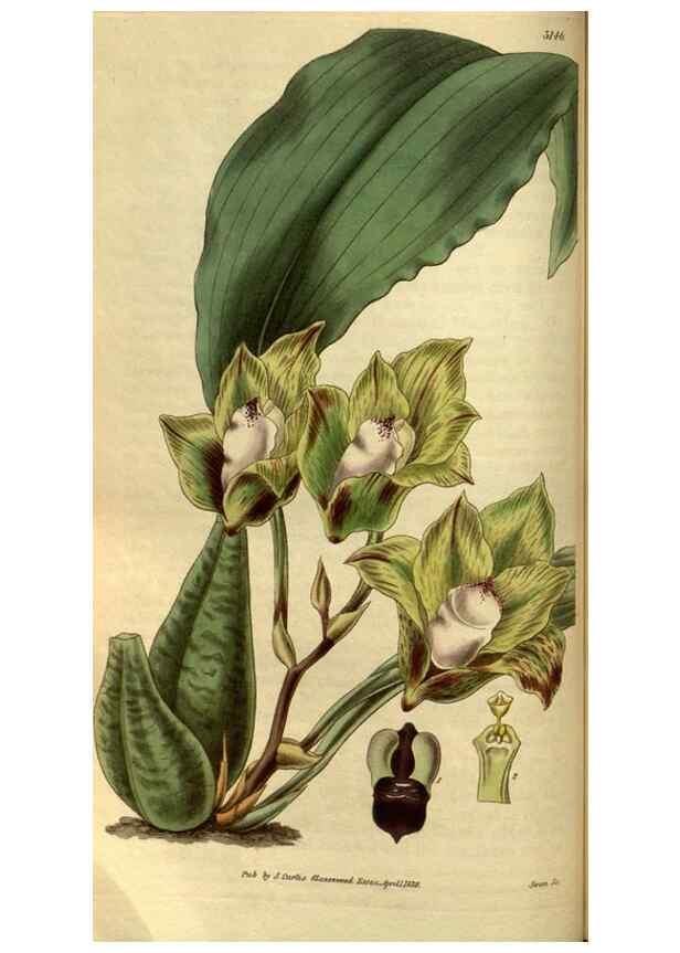 Reproducción/Reproduction 34861578450: Curtis's botanical magazine.. London ; New York [etc.] :Academic Press [etc.]