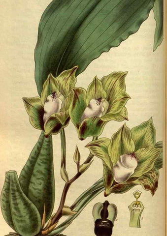 Reproducción/Reproduction 34861578450: Curtis's botanical magazine.. London ; New York [etc.] :Academic Press [etc.]