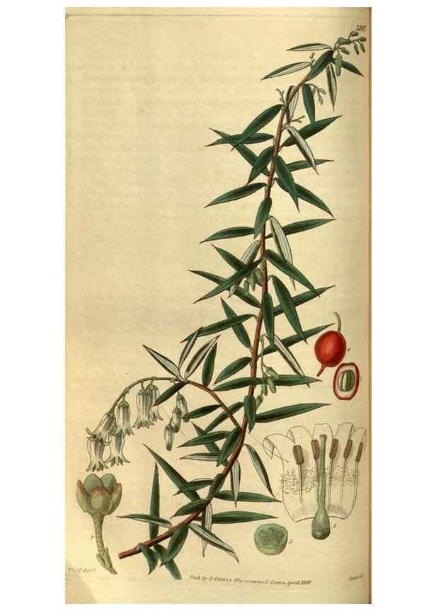 Reproducción/Reproduction 34439592943: Curtis's botanical magazine.. London ; New York [etc.] :Academic Press [etc.]