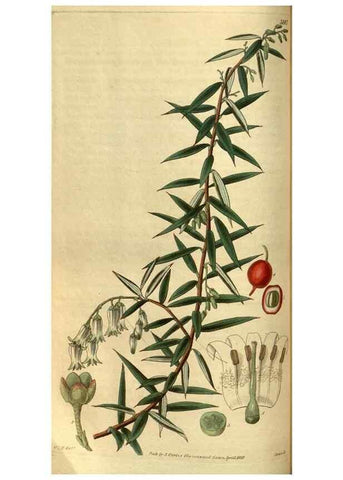 Reproducción/Reproduction 34439592943: Curtis's botanical magazine.. London ; New York [etc.] :Academic Press [etc.]