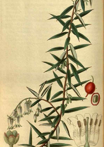 Reproducción/Reproduction 34439592943: Curtis's botanical magazine.. London ; New York [etc.] :Academic Press [etc.]