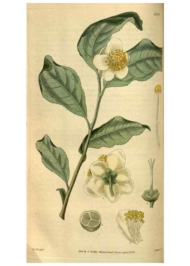 Reproducción/Reproduction 34439596683: Curtis's botanical magazine.. London ; New York [etc.] :Academic Press [etc.]