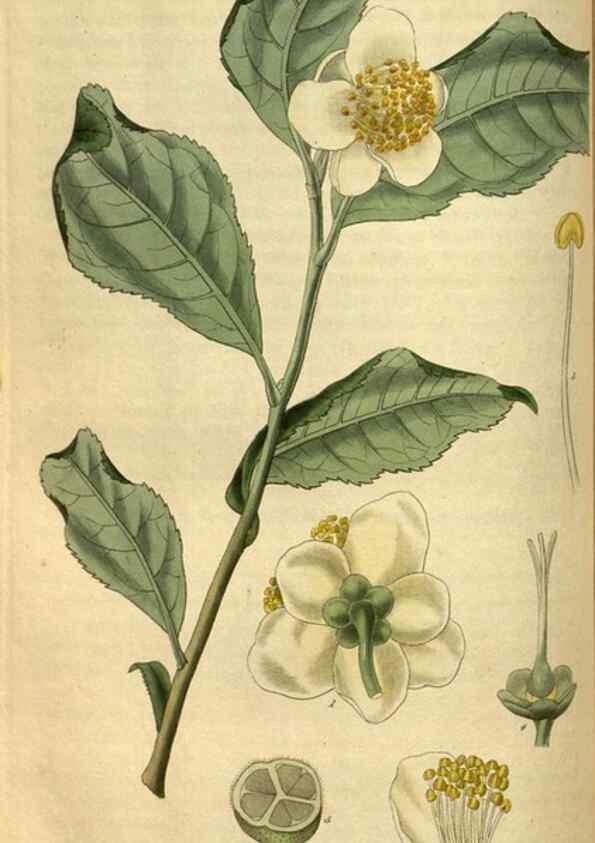 Reproducción/Reproduction 34439596683: Curtis's botanical magazine.. London ; New York [etc.] :Academic Press [etc.]