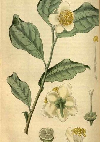 Reproducción/Reproduction 34439596683: Curtis's botanical magazine.. London ; New York [etc.] :Academic Press [etc.]