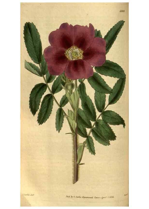 Reproducción/Reproduction 34861580870: Curtis's botanical magazine.. London ; New York [etc.] :Academic Press [etc.]