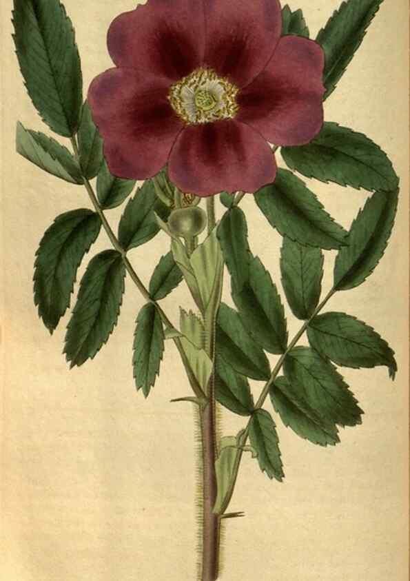 Reproducción/Reproduction 34861580870: Curtis's botanical magazine.. London ; New York [etc.] :Academic Press [etc.]
