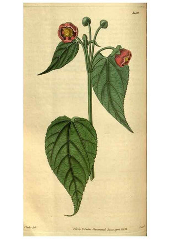 Reproducción/Reproduction 34439602853: Curtis's botanical magazine.. London ; New York [etc.] :Academic Press [etc.]