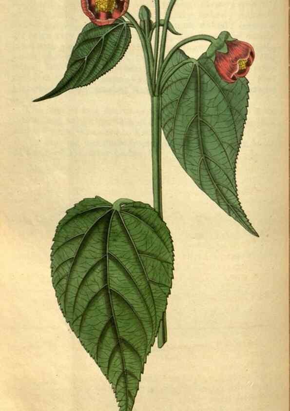 Reproducción/Reproduction 34439602853: Curtis's botanical magazine.. London ; New York [etc.] :Academic Press [etc.]