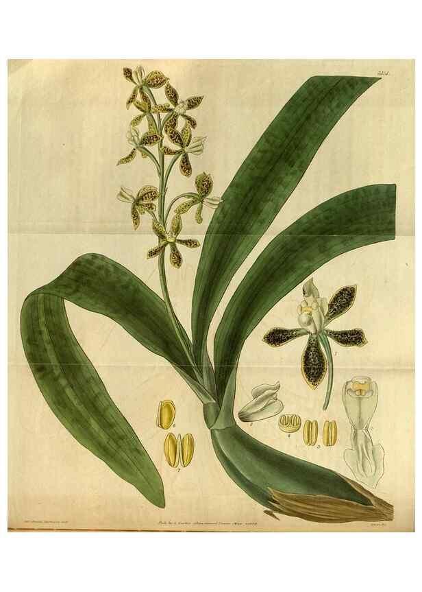 Reproducción/Reproduction 34439603813: Curtis's botanical magazine.. London ; New York [etc.] :Academic Press [etc.]