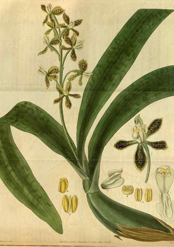 Reproducción/Reproduction 34439603813: Curtis's botanical magazine.. London ; New York [etc.] :Academic Press [etc.]