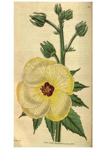 Reproducción/Reproduction 34439604983: Curtis's botanical magazine.. London ; New York [etc.] :Academic Press [etc.]