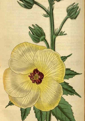 Reproducción/Reproduction 34439604983: Curtis's botanical magazine.. London ; New York [etc.] :Academic Press [etc.]