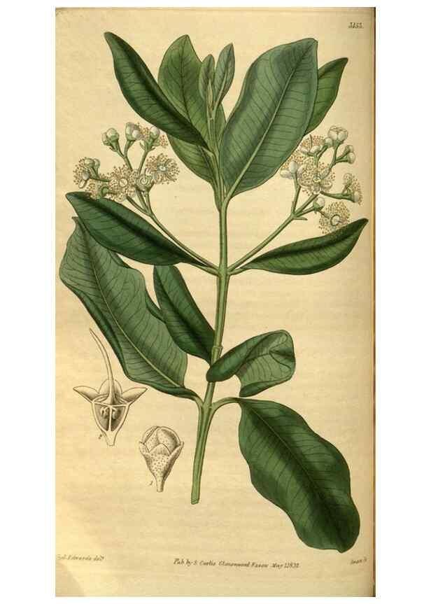 Reproducción/Reproduction 34861589630: Curtis's botanical magazine.. London ; New York [etc.] :Academic Press [etc.]