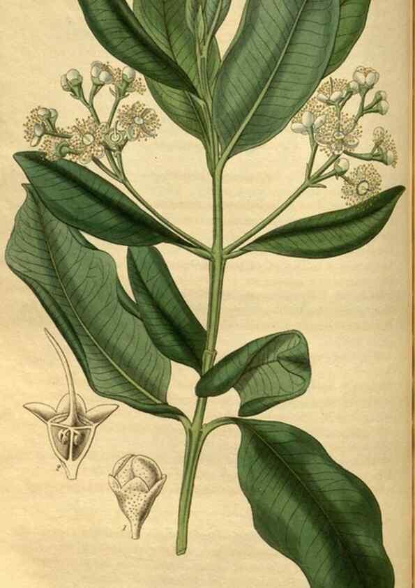Reproducción/Reproduction 34861589630: Curtis's botanical magazine.. London ; New York [etc.] :Academic Press [etc.]
