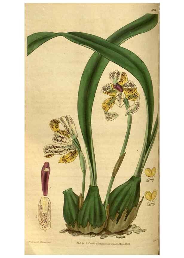 Reproducción/Reproduction 35208763646: Curtis's botanical magazine.. London ; New York [etc.] :Academic Press [etc.]