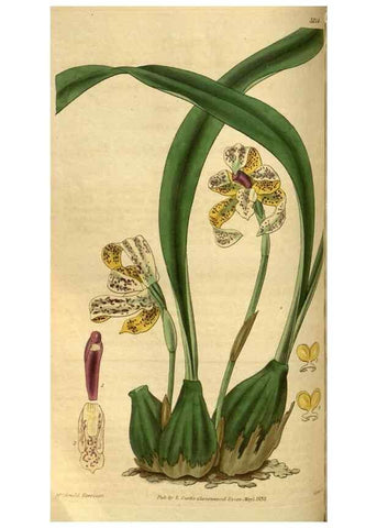 Reproducción/Reproduction 35208763646: Curtis's botanical magazine.. London ; New York [etc.] :Academic Press [etc.]