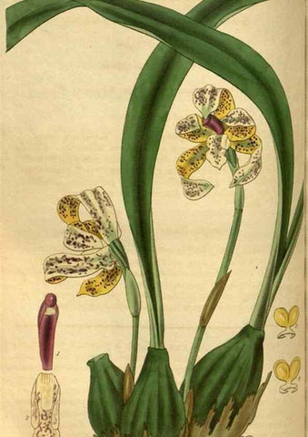 Reproducción/Reproduction 35208763646: Curtis's botanical magazine.. London ; New York [etc.] :Academic Press [etc.]