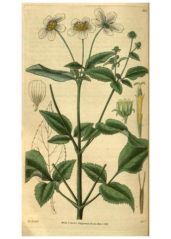 Reproducción/Reproduction 35119001341: Curtis's botanical magazine.. London ; New York [etc.] :Academic Press [etc.]