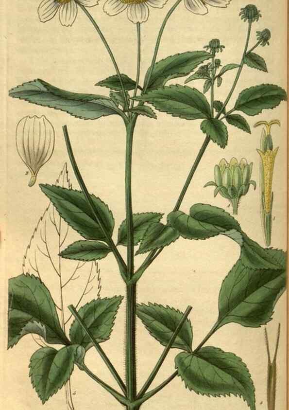 Reproducción/Reproduction 35119001341: Curtis's botanical magazine.. London ; New York [etc.] :Academic Press [etc.]