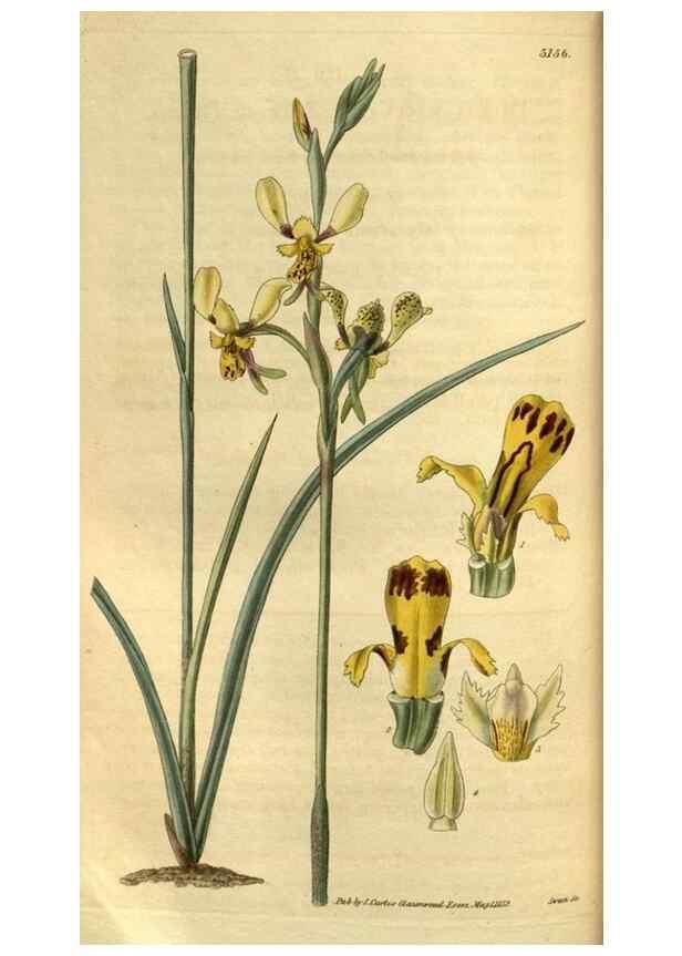 Reproducción/Reproduction 35208767416: Curtis's botanical magazine.. London ; New York [etc.] :Academic Press [etc.]