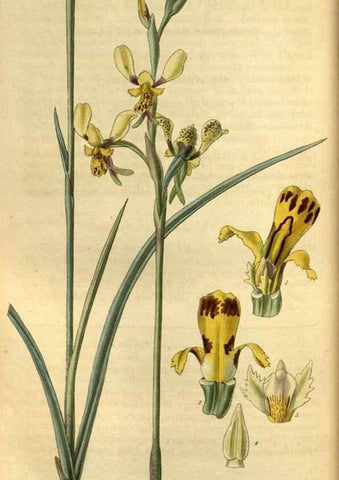 Reproducción/Reproduction 35208767416: Curtis's botanical magazine.. London ; New York [etc.] :Academic Press [etc.]