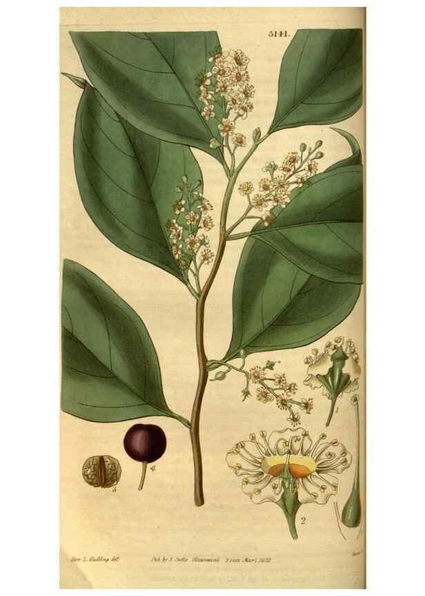 Reproducción/Reproduction 35083286442: Curtis's botanical magazine.. London ; New York [etc.] :Academic Press [etc.]