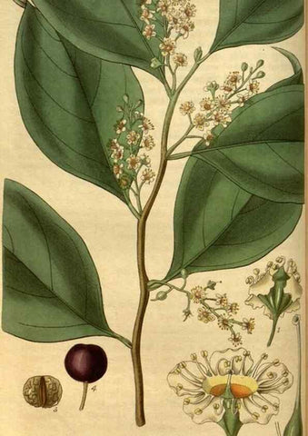 Reproducción/Reproduction 35083286442: Curtis's botanical magazine.. London ; New York [etc.] :Academic Press [etc.]