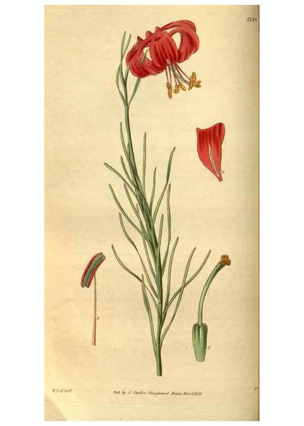 Reproducción/Reproduction 34861568610: Curtis's botanical magazine.. London ; New York [etc.] :Academic Press [etc.]