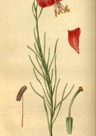 Reproducción/Reproduction 34861568610: Curtis's botanical magazine.. London ; New York [etc.] :Academic Press [etc.]