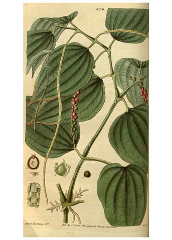 Reproducción/Reproduction 34861566320: Curtis's botanical magazine.. London ; New York [etc.] :Academic Press [etc.]