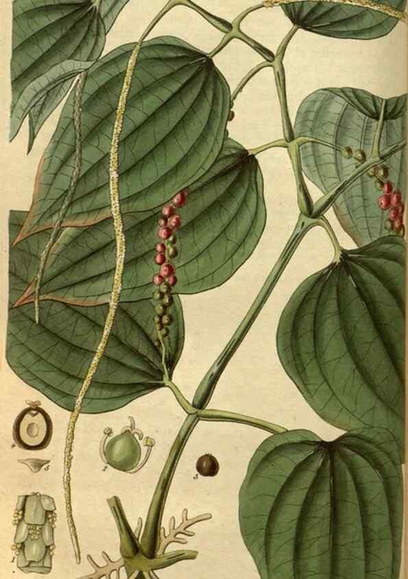 Reproducción/Reproduction 34861566320: Curtis's botanical magazine.. London ; New York [etc.] :Academic Press [etc.]